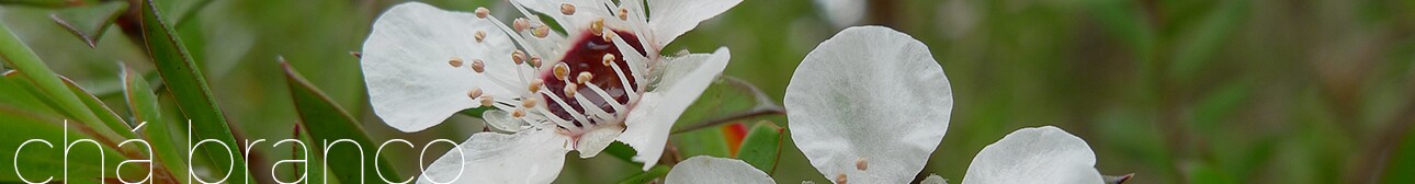 CHÁ BRANCO