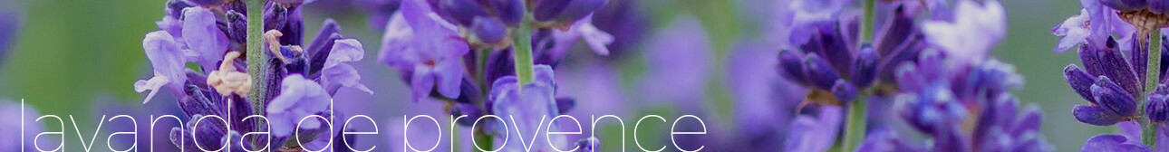 LAVANDA DE PROVENCE