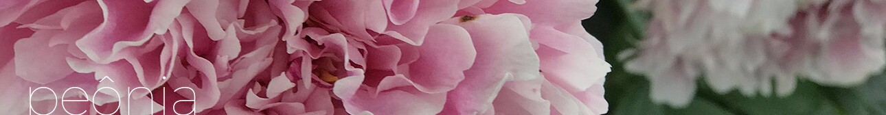 PEÔNIA